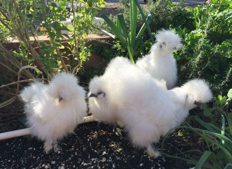 Tuổi Thọ Của Gà Bao Nhiêu Năm? Đặc Điểm, Cách Nuôi