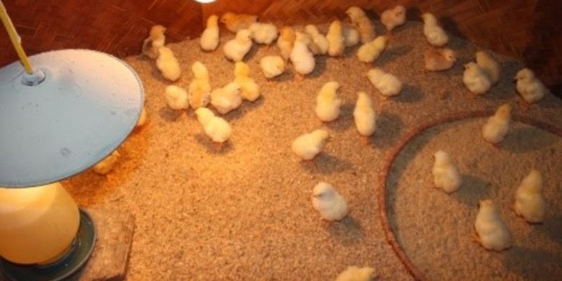 Úm gà con kỹ năng không thể thiếu trong chăn nuôi