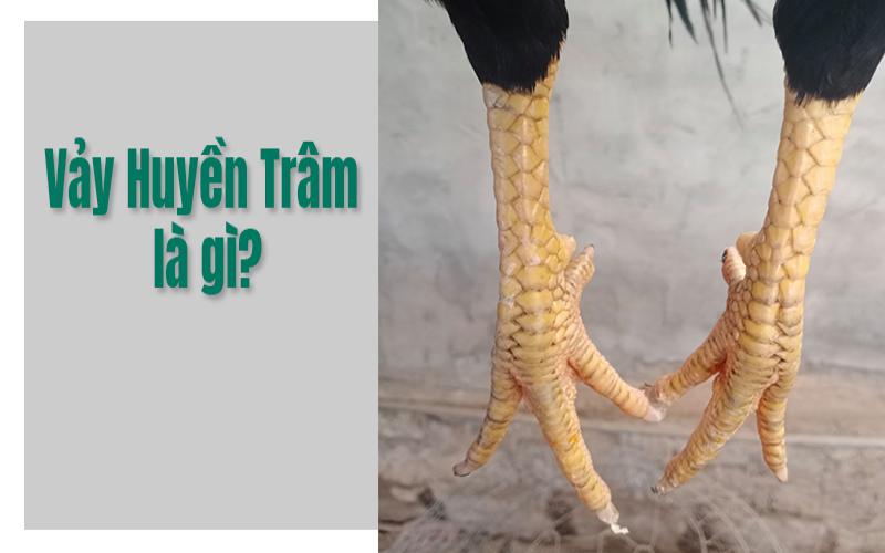 Tìm hiểu thông tin sơ lược về vảy gà huyền trâm