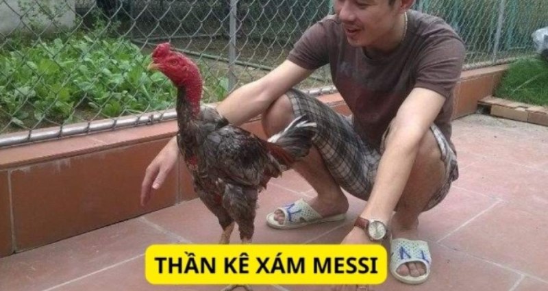 Những thông tin cơ bản về chiến kê Xám Messi