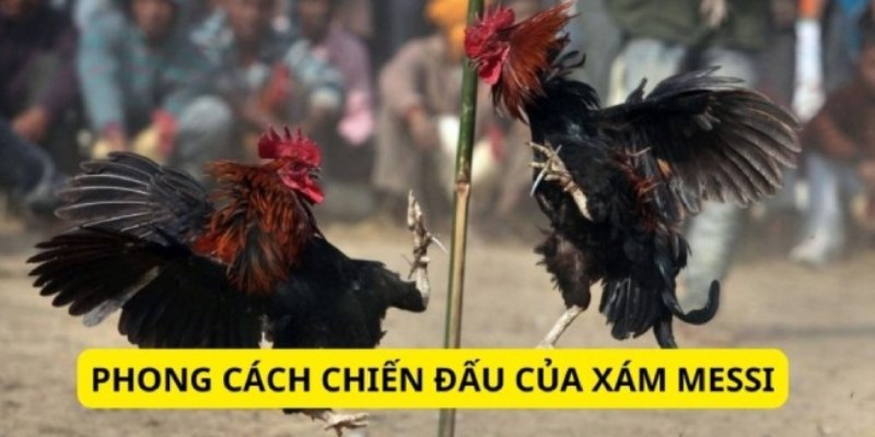 Đánh giá chung về lối chơi của chiến kê Xám Messi