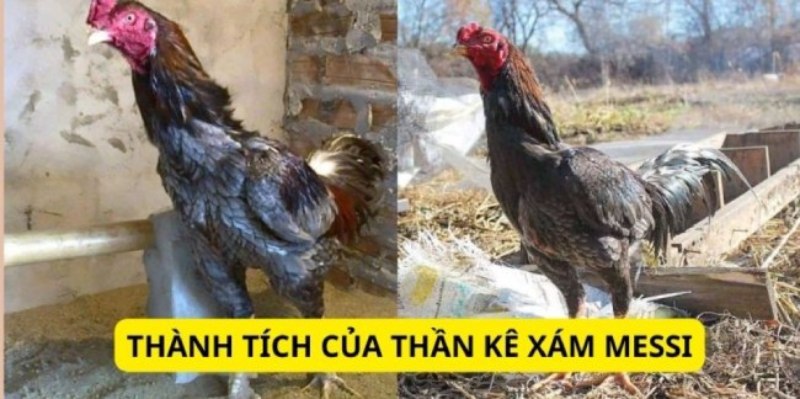 Vượt qua hàng trăm chiến kê tại thị xã Tiên Lãng
