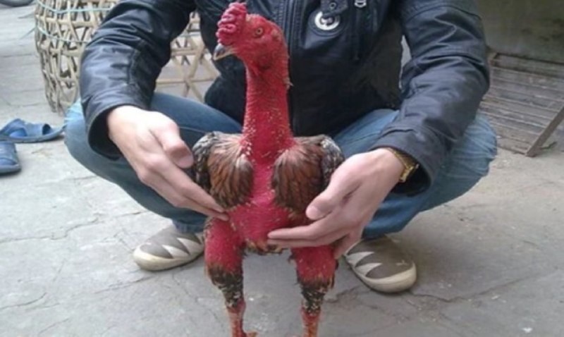 Giới thiệu tổng quan về giống gà xám thần