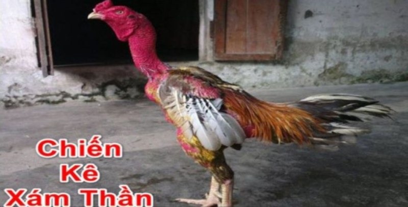 Gà xám thần mang lại nhiều lợi ích lớn