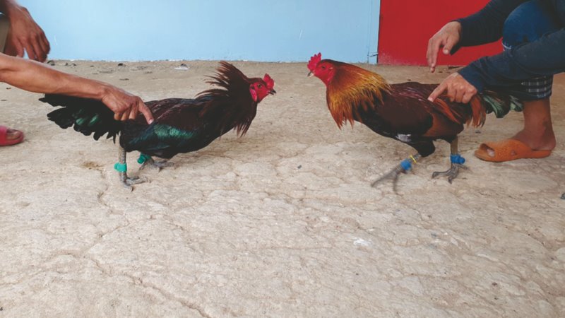 Xổ gà đúng cách giúp chủ kê dễ dàng dành chiến thắng